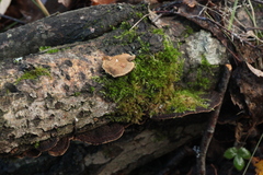 Phellinopsis conchata