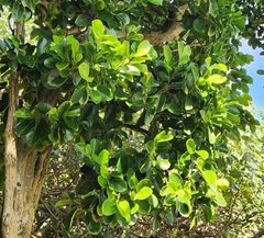 Suregada aequorea