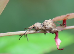 Leptopius tetraphysodes