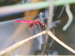 Aethriamanta nymphaeae