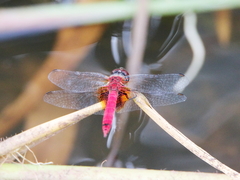 Aethriamanta nymphaeae