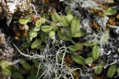 Bulbophyllum pygmaeum