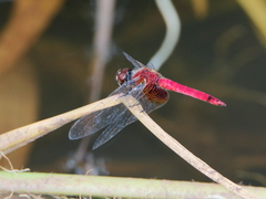 Aethriamanta nymphaeae