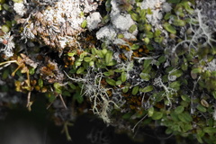 Bulbophyllum pygmaeum