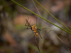 Leptotarsus clavatus