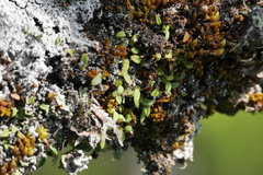 Bulbophyllum pygmaeum