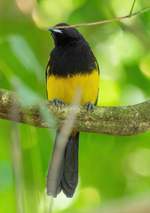 Icterus prosthemelas