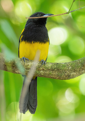 Icterus prosthemelas