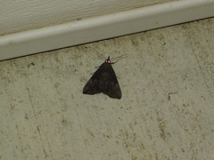 Hypena scabra