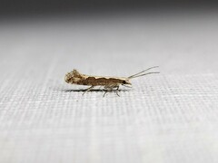 Plutella xylostella-australiana