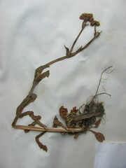 Valerianella umbilicata