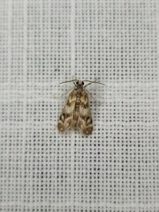 Hygraula nitens