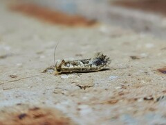 Moerarchis inconcisella