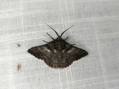 Hypobapta diffundens