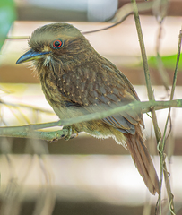 Malacoptila panamensis