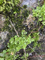 Erythranthe alsinoides