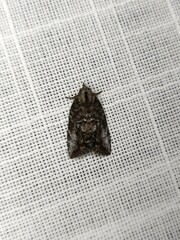 Etanna clopaea