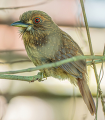 Malacoptila panamensis