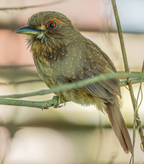 Malacoptila panamensis