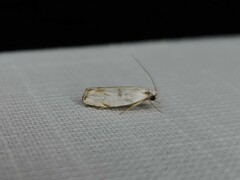 Plectophila discalis