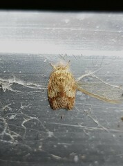 Oligoloba severa