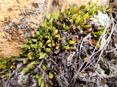 Grammitis poeppigiana