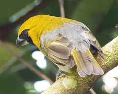 Caryothraustes poliogaster