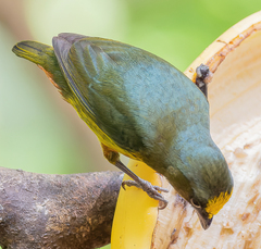 Euphonia gouldi