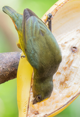 Euphonia gouldi