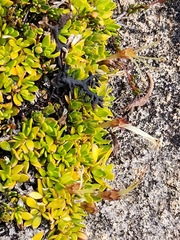 Coprosma perpusilla