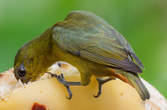 Euphonia gouldi