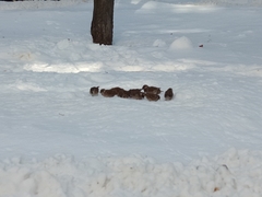 Passer montanus saturatus