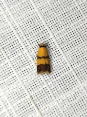 Heteroteucha translatella