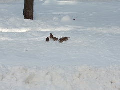 Passer montanus saturatus