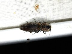 Cryptalaus prosectus