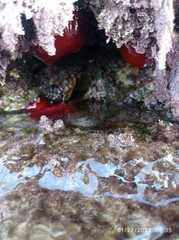 Actinia mediterranea