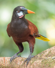 Montezuma Oropendola photo 5