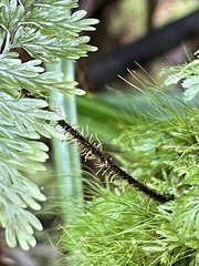 Hymenophyllum scabrum