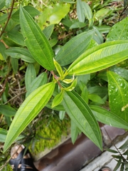 Melastoma malabathricum
