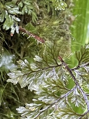 Hymenophyllum scabrum
