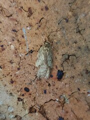 Oligoloba severa