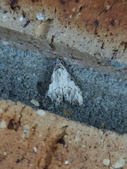 Nola pleurochorda
