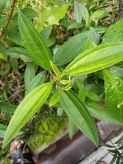 Melastoma malabathricum