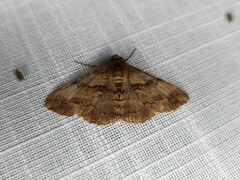 Gastrinodes bitaeniaria