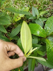 Melastoma malabathricum