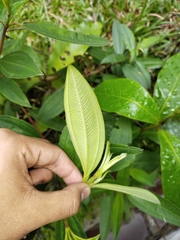 Melastoma malabathricum