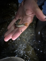 Rhinichthys cataractae