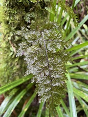 Hymenophyllum scabrum