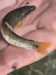 Rhinichthys cataractae