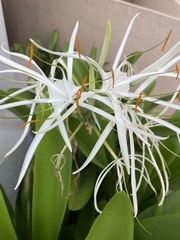 Hymenocallis littoralis